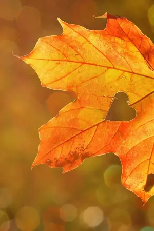 ปกนิยาย ดวงใจแม่