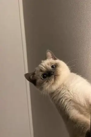 ปกนิยาย Managerผู้จัดการรัก Yaoi