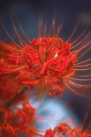 ปกนิยาย บุปผาซ่อนกลิ่น...