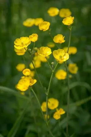 ปกนิยาย [CSS] Buttercup Flower? {??? x oc}