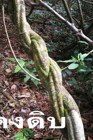 ปกนิยาย ดงดิบ