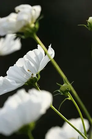 ปกนิยาย เสน่ห์ดอกหญ้า