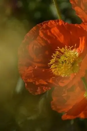 ปกนิยาย เสน่ห์รักกลิ่นอายมาร