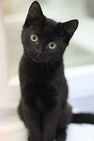 ปกนิยาย The black cat...แมวข้างถนนตัวนั้น