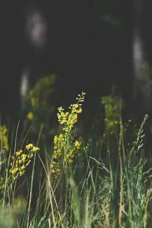 ปกนิยาย ดอกไม้ดอกนี้