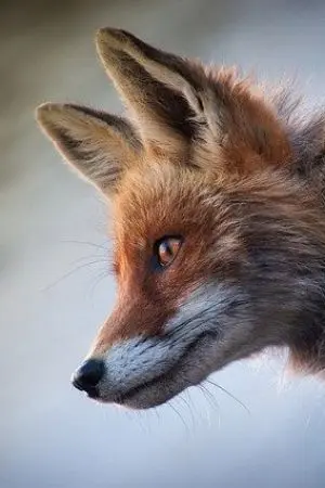 ปกนิยาย รับสมัคร "มาเฟีย"  เข้ามาเล่นกันเยอะๆนะ