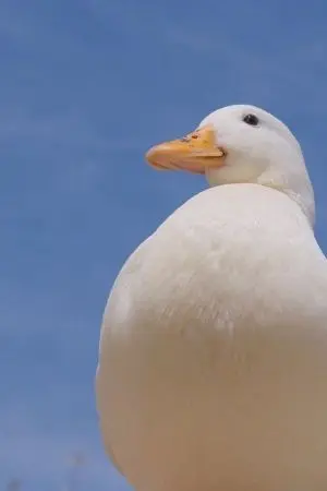 ปกนิยาย Rise​ Of​ Random​ Online​ : RORO : พลั่ว​ผม​เอง