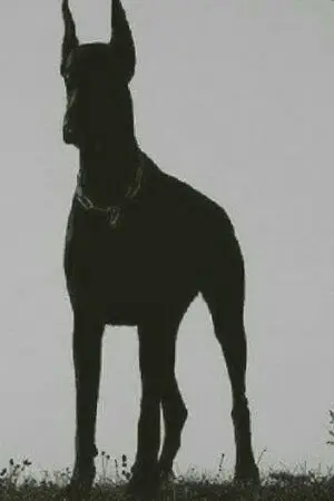 ปกนิยาย Shotgun, one shot. #ป๋อจ้าน (yaoi)