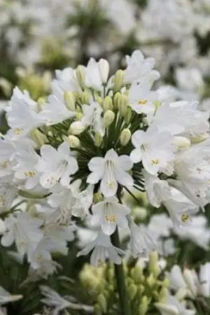 ปกนิยาย เจอกันอีกครั้ง...