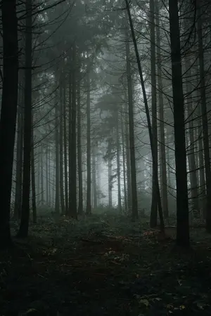 ปกนิยาย The Witch in the Black Forest