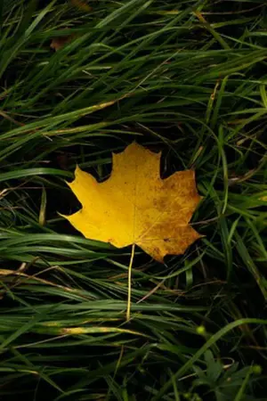 ปกนิยาย รอยโศก