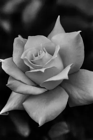 ปกนิยาย ความรักไม่จำเป็นต้องมี 2 คน