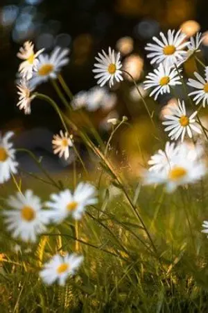 ปกนิยาย หลง(รัก)พ่อลูกติดซะแล้วสิ