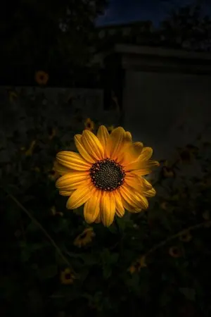 ปกนิยาย MY sunflower