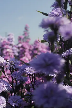 ปกนิยาย My ❤ Pimwasa   #มายพิมพ์วสา