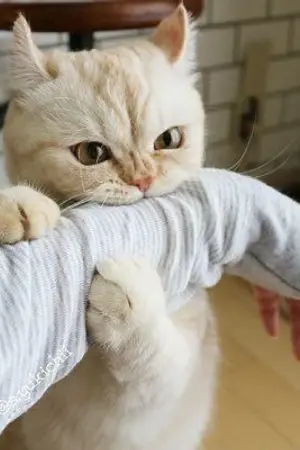 ปกนิยาย แมวซนกับปะป๊า