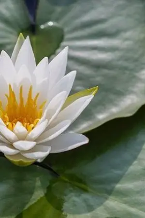 ปกนิยาย ศึกคัมภีร์เทพสวรรค์