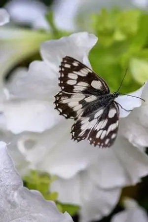 ปกนิยาย เดชคัมภีร์มังกรเพลิงหิมะ ภาค 3