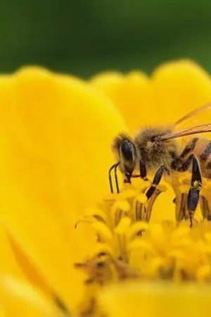 ปกนิยาย มนต์บุปผา