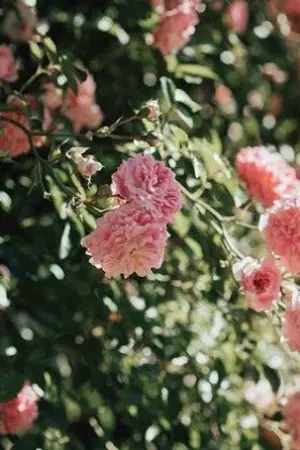 ปกนิยาย ศึกแค้นแห่งหอคณิกา