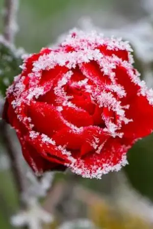 ปกนิยาย เสน่หาสาวใช้ที่รัก