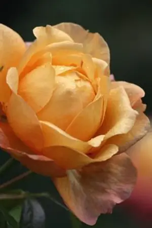 ปกนิยาย เมียจำเลยที่รัก