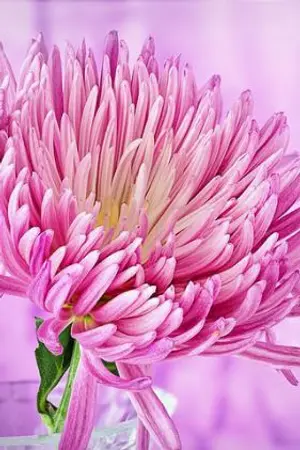 ปกนิยาย ซีรีย์ นางบำเรอที่รัก เรื่อง เมียบำเรอซาตาน