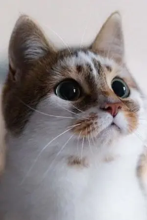 ปกนิยาย | BNHA:MHA — My hero academia:Boku no hero academia | เดี๋ยวก่อนนะครับ จะส่งผมไปเป็นอะไรก็ได้ที่ไม่ใช่แมวของโทมุระโว้ย-!