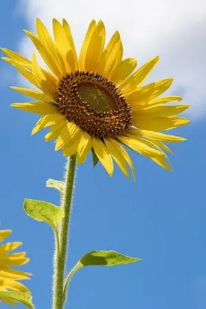 ปกนิยาย อยากรักก็บอก