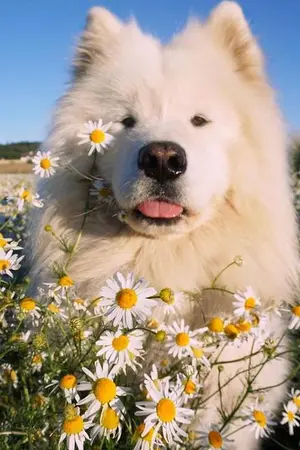 ปกนิยาย D o g  T a l e s . | DETECTIVE CONAN  「Akai x Dog」