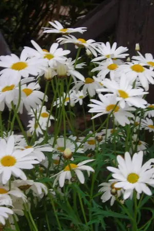 ปกนิยาย ลำนำรักในสายลม