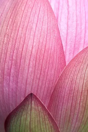 ปกนิยาย [STARFECT] #เหลียนป๋าย (CHANBAEK)