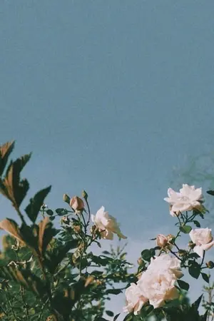 ปกนิยาย Short Music feeling|Dramione Feltson