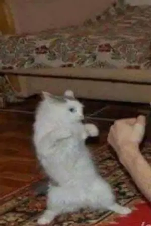 ปกนิยาย [ Tokyo revengers ] || 神 ||ไอ้chipหายเอ้ย!