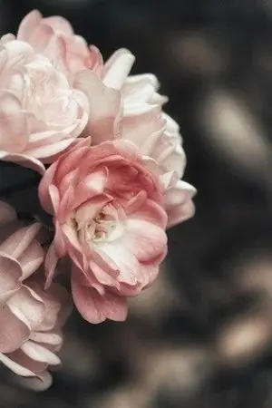 ปกนิยาย ฮวาหยา : ลำนำบุปผางาม