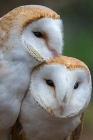 ปกนิยาย เมื่อรักมาทักกัน(ต์)