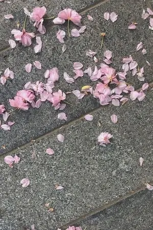 ปกนิยาย 【FIC TOKYO REVENGERS】#春の愛 [Shiba Yuzuha]