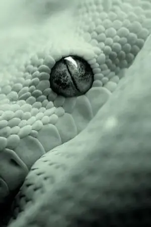 ปกนิยาย Harry potter [oc×hp] Phoebe