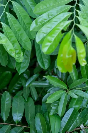 ปกนิยาย รอยเกวียน - CART TRACK I