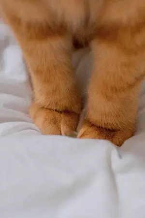 ปกนิยาย จ๋องแมวจร l อ่านฟรี