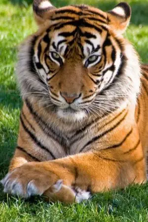 ปกนิยาย เสือหลงป่า