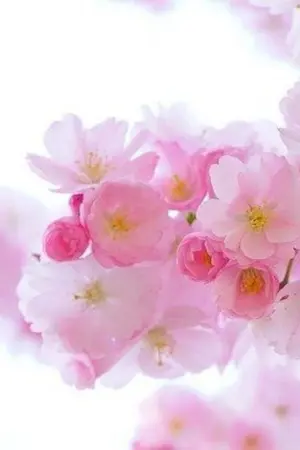 ปกนิยาย ร้านอาหารดอกรัก