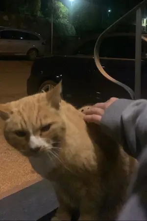 ปกนิยาย แมวส้มตัวเเรกที่ตกหลุมรัก