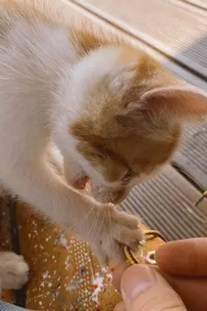 ปกนิยาย Hay!  ครั้งหนึ่งเจ้านายผม เกลียดเเมว [Fic seventeen ×junhao]