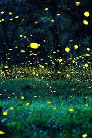 ปกนิยาย win & morne แสงเทียนยามราตรี