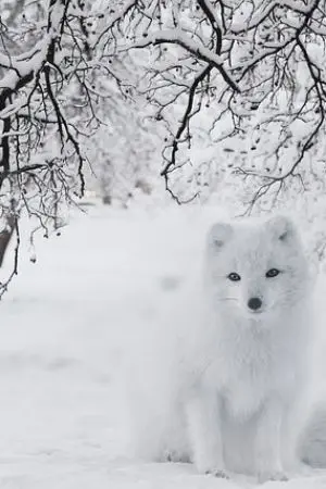 ปกนิยาย ครูซ่า ชายาข้ามภพ