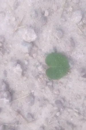 ปกนิยาย [YURI] My senior cheerleader แอบมองพี่อยู่ตรงนี้(หันมาหน่อย)