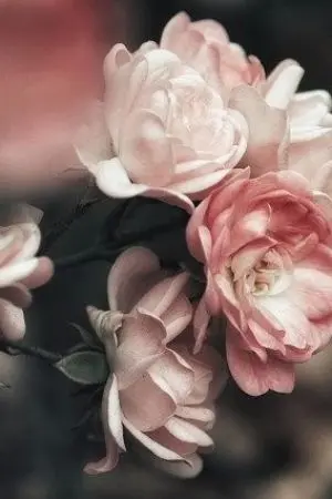 ปกนิยาย รักนี้ ต้องเดิมพันด้วย❤️18+ (Fic haikyuu) (Haikyuu) (Yiao) (oc)