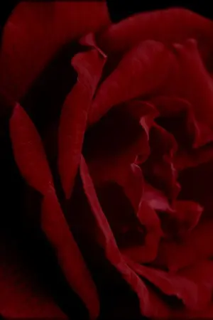 ปกนิยาย เราต่างเป็นนางร้ายในนิยายของคนอื่น