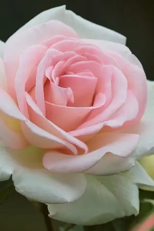 ปกนิยาย เราต่างเป็นนางเอกในนิยายของตัวเอง